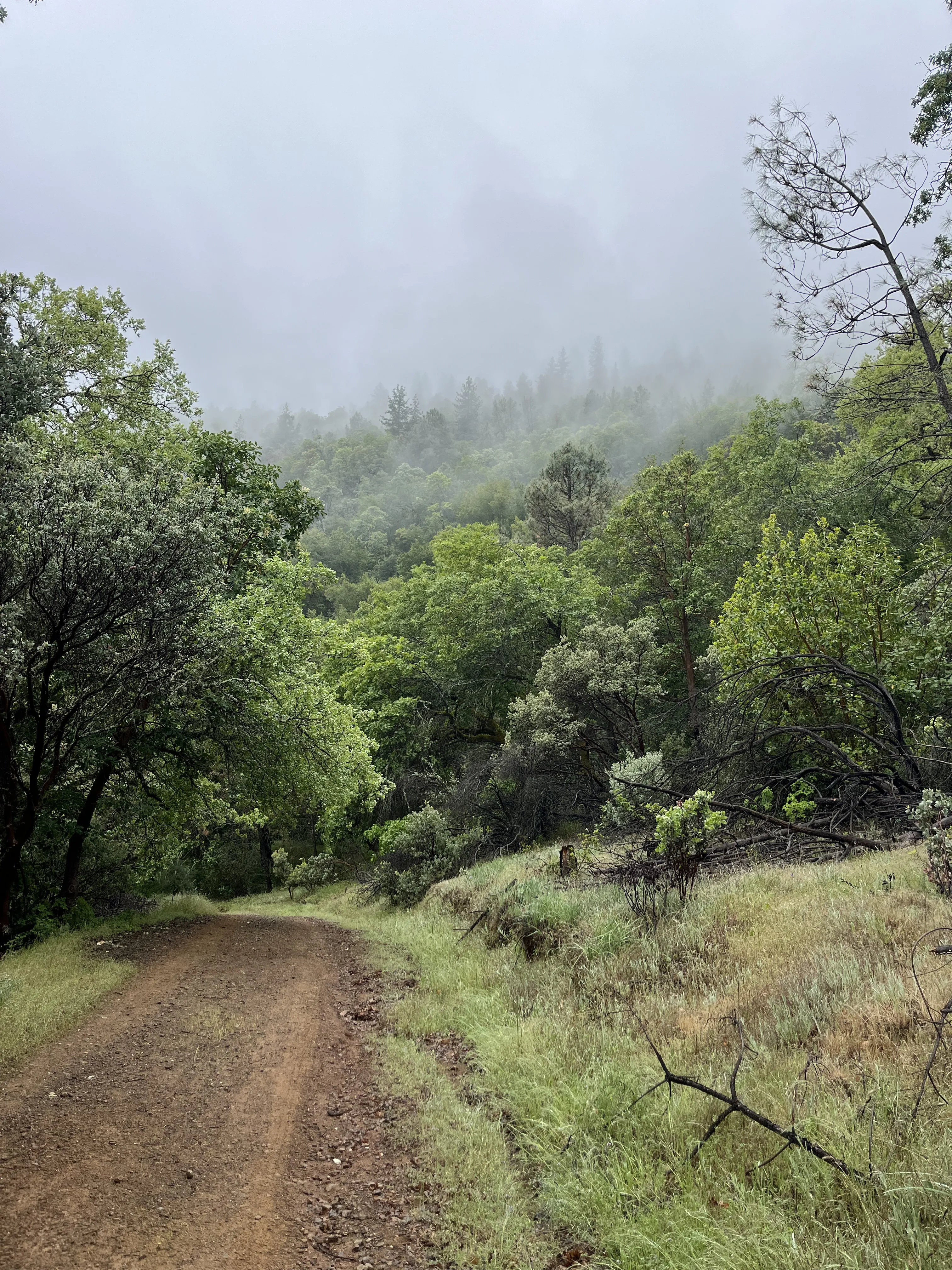 Foggy trees