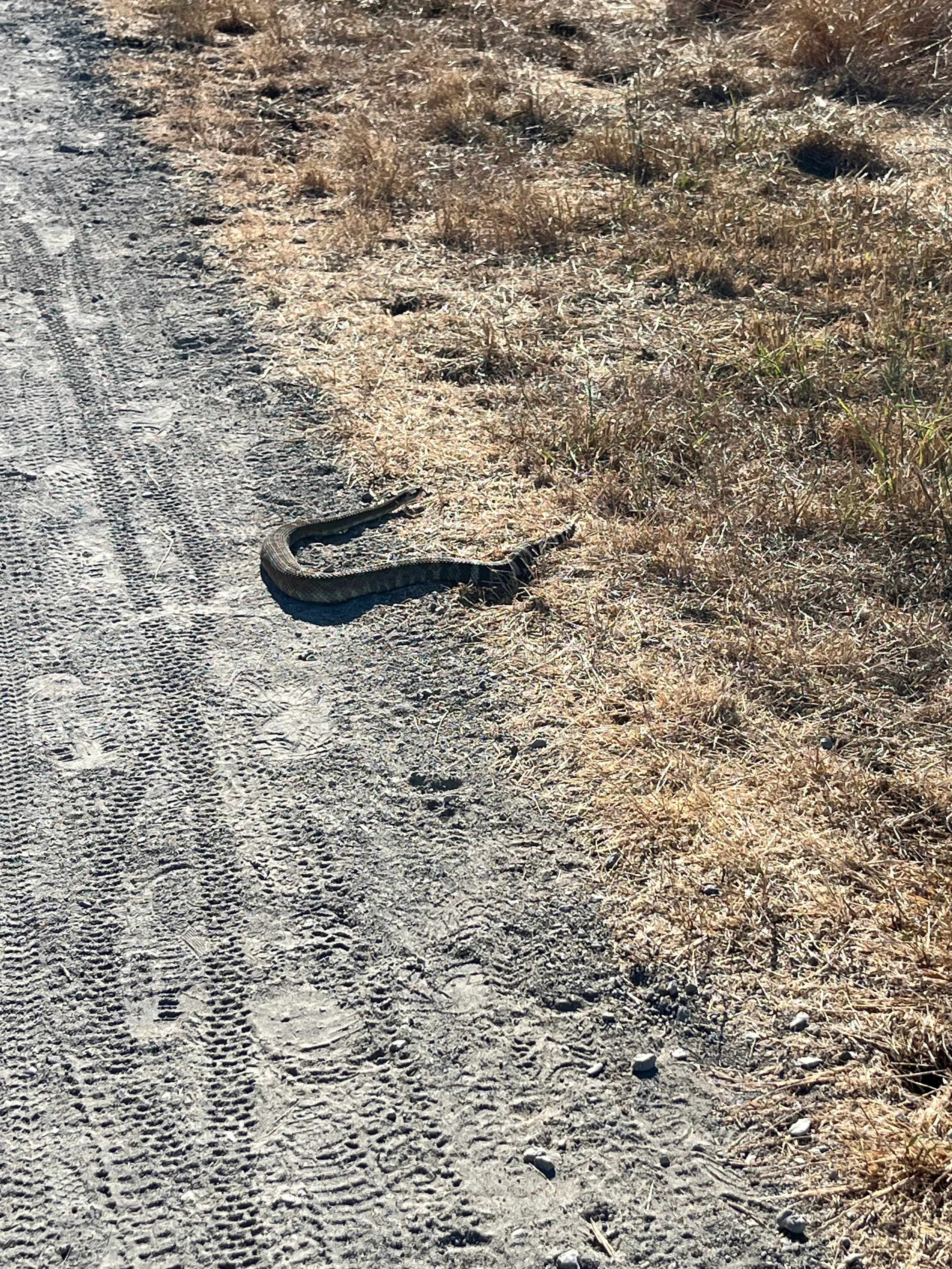 Arastradero snake