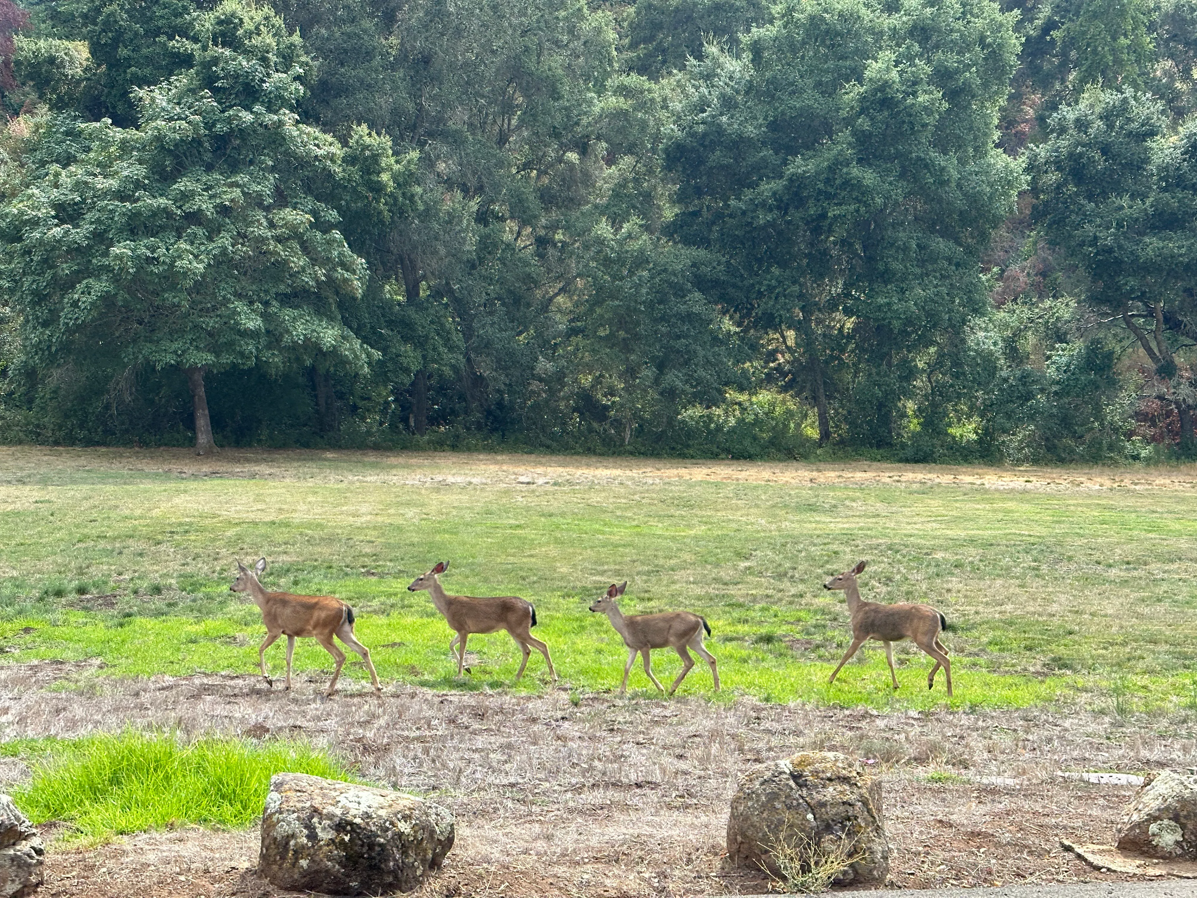 Deer in Foothills