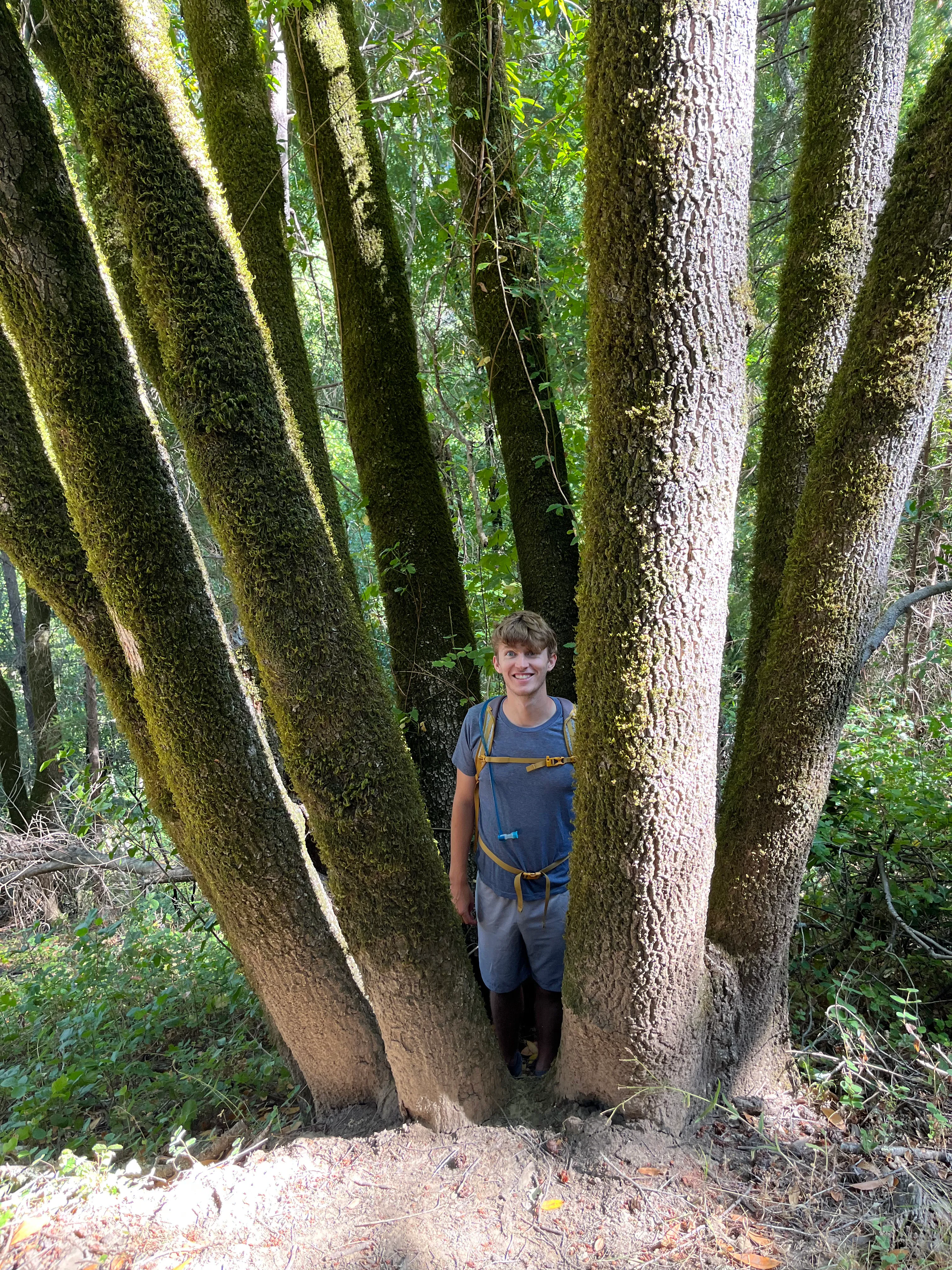 Windy Hill cool tree with Ben in the center