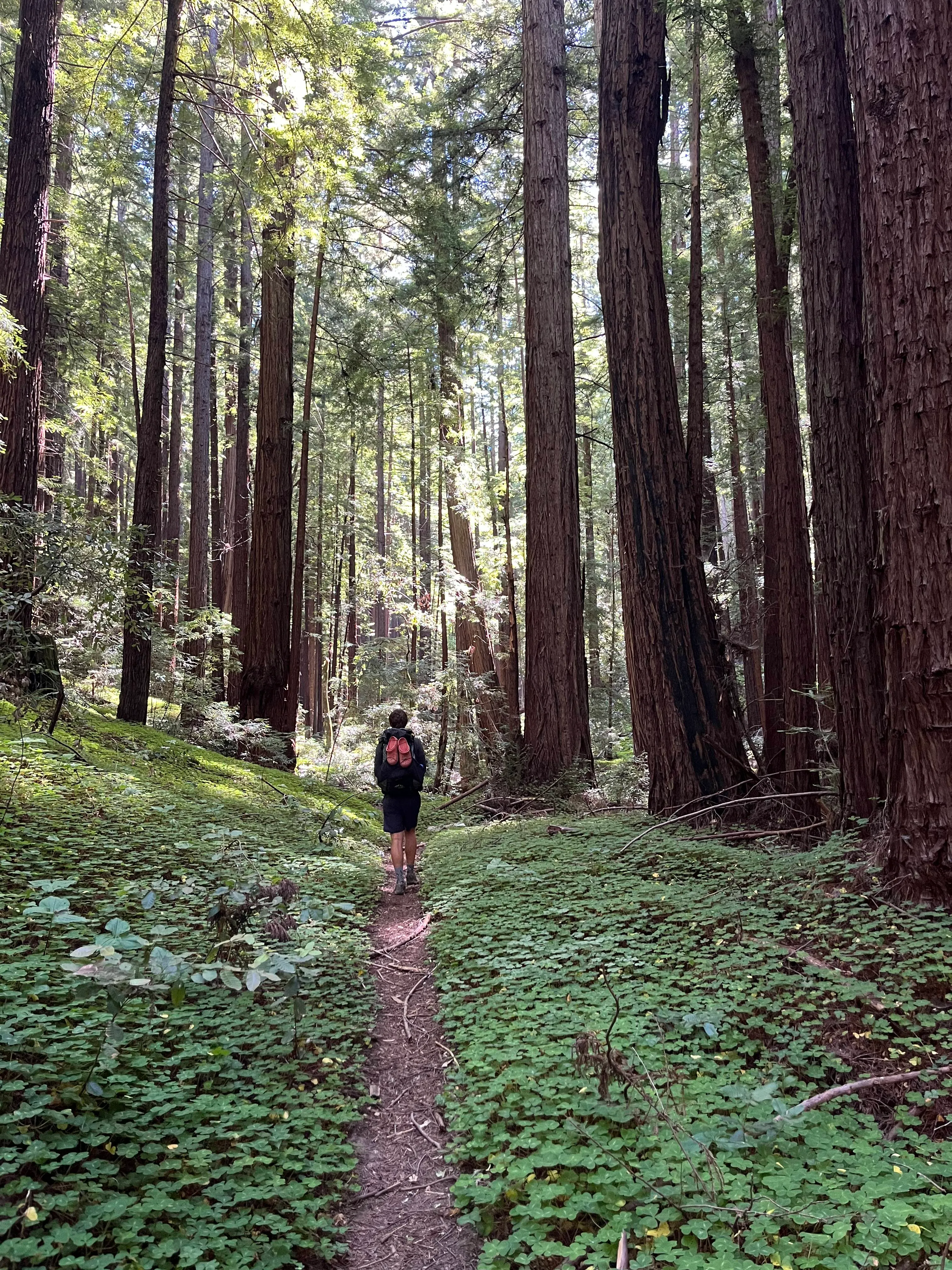 Ben hiking in Portola Redwoods