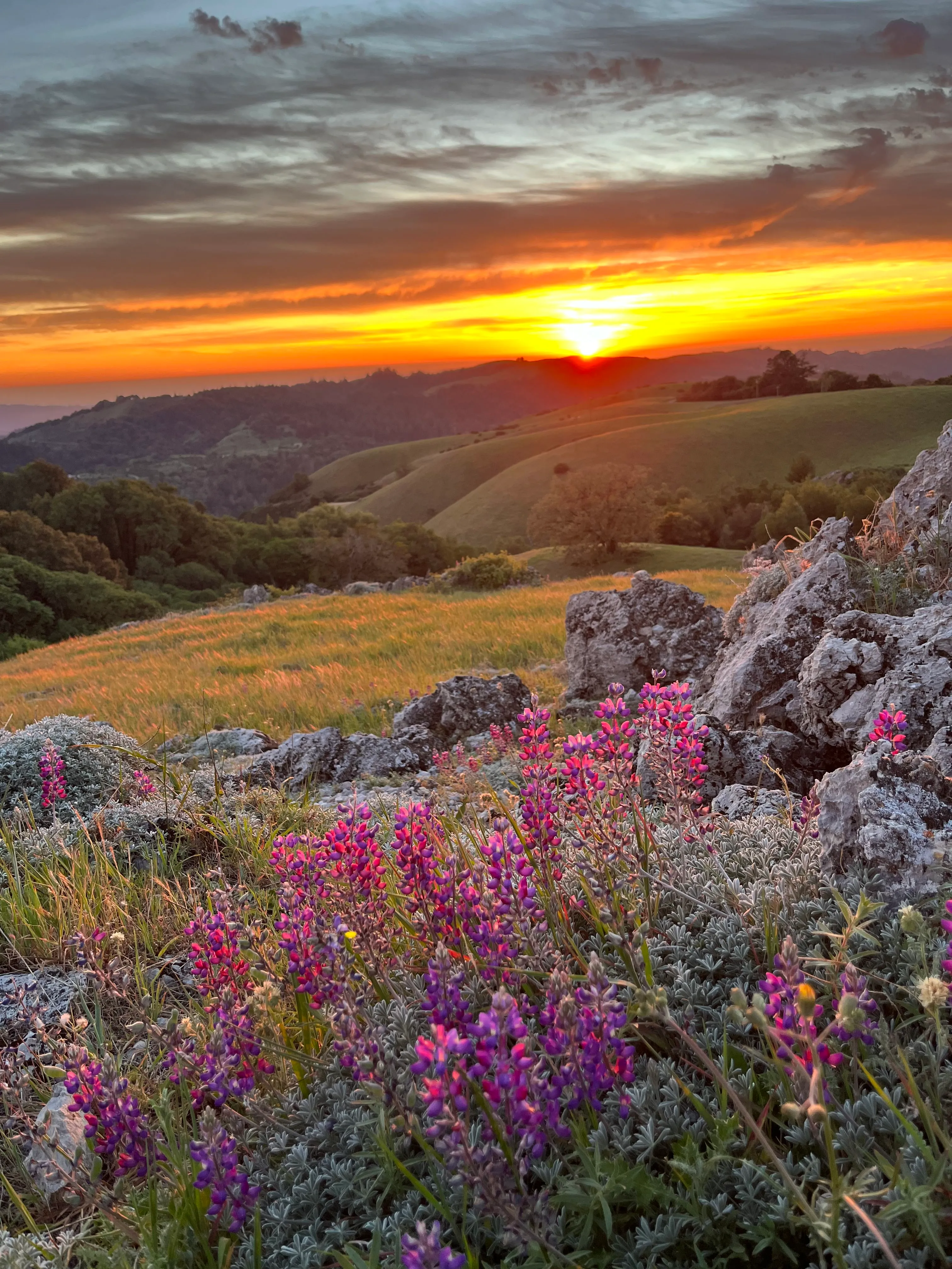 Sunset from black mountain with flowers