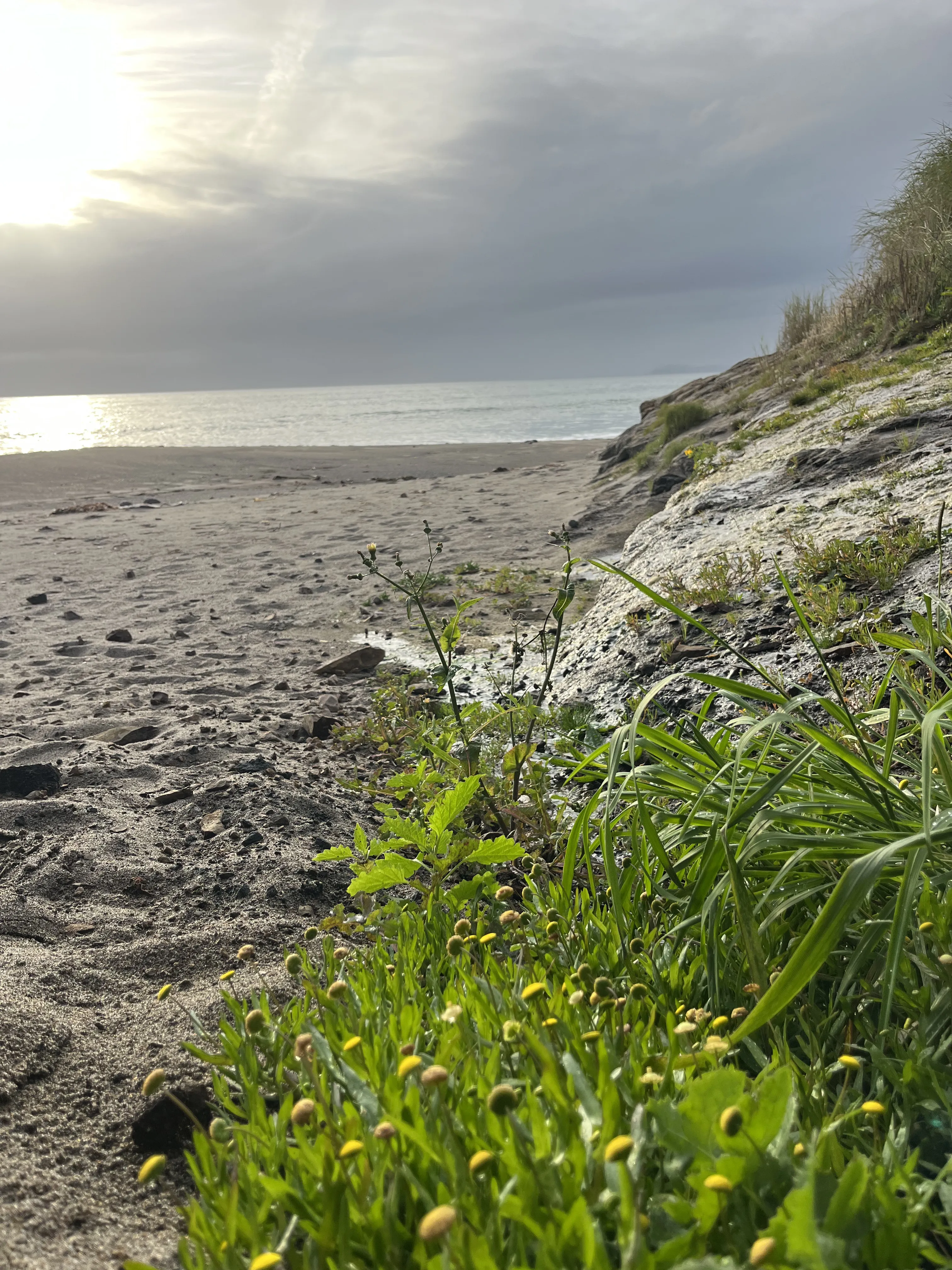 Flowers and beach view