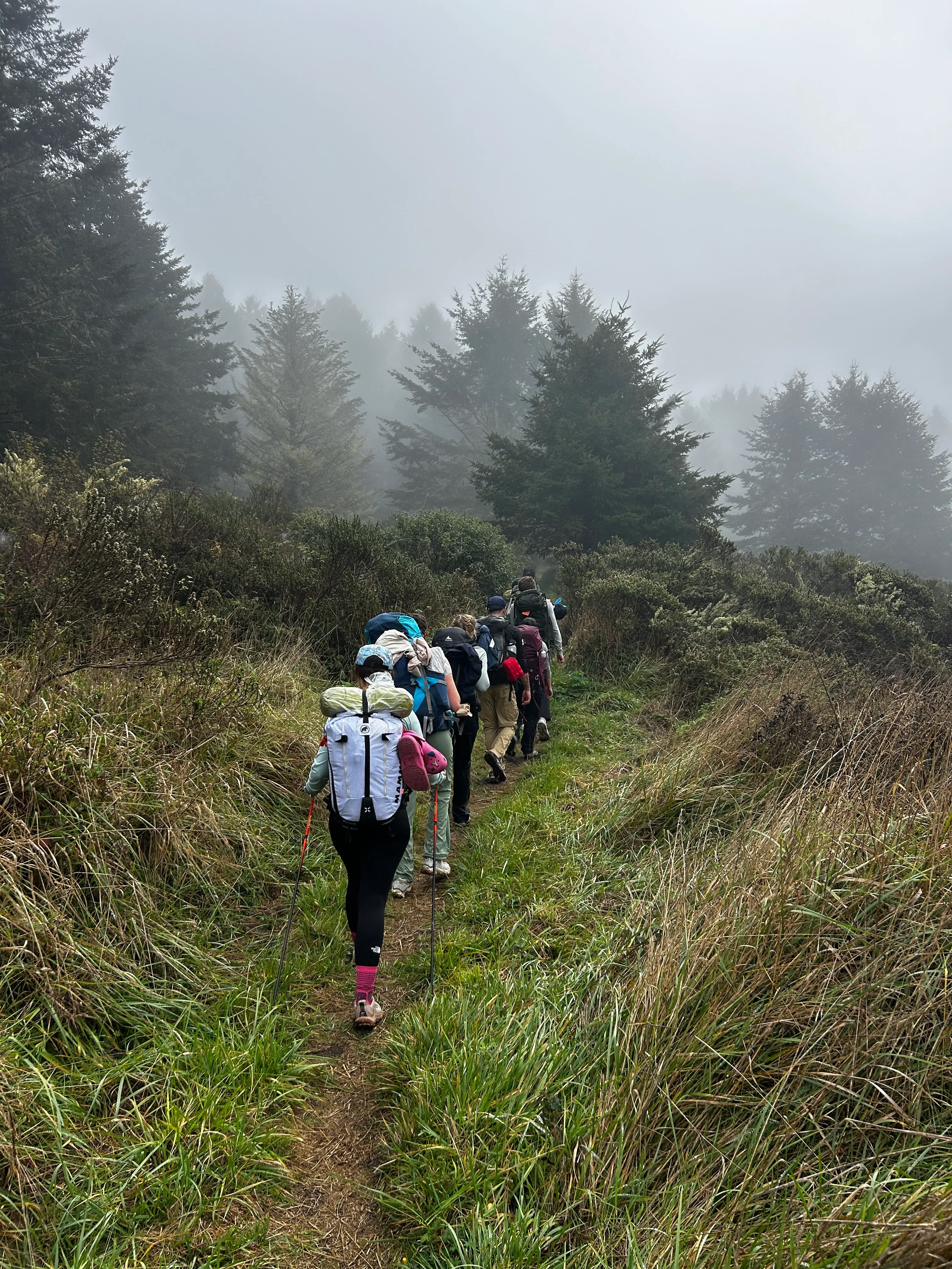 Group hiking through trees